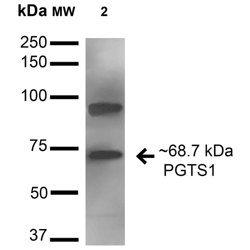 PTGS1 / COX-1 Antibody (FITC)