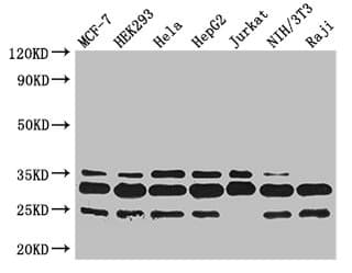 PCNA Antibody
