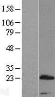 PRR15 Protein (Over-Expression Lysate Myc-DDK (Flag))