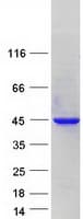 Human PRPF18 Protein (Recombinant Myc-DDK (Flag))