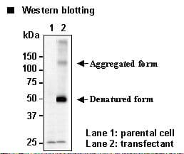 IHC-plus™ SLC7A8 / LAT2 Antibody