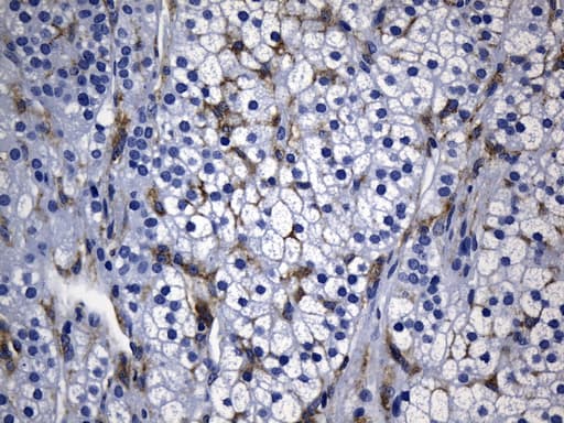 Monoclonal Mouse anti-Human MSR1 / CD204 Antibody (clone UMAB247, aa197-451, IHC)