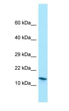 MRFAP1 / PGR1 Antibody (aa30-79)