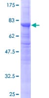 Human TUBB2A / Tubulin Beta 2A Protein (Recombinant GST)