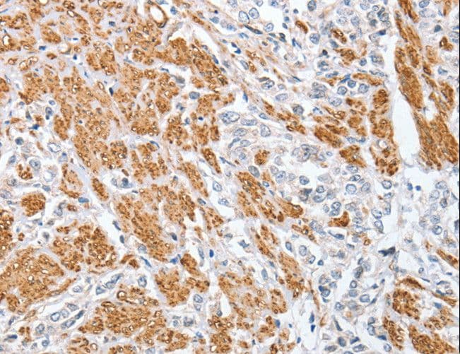 CENPC / CENP-C Antibody