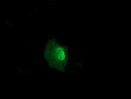 MMS21 / NSMCE2 Antibody (clone OTI6A6, Carrier-free)