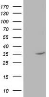 NUDT6 Antibody (clone OTI10A9)