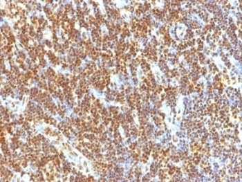 SUMO2 Antibody (clone SUMO2/1199, Ready-to-Use)
