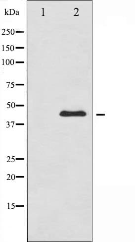 GATA4 Antibody (phospho-Ser105)