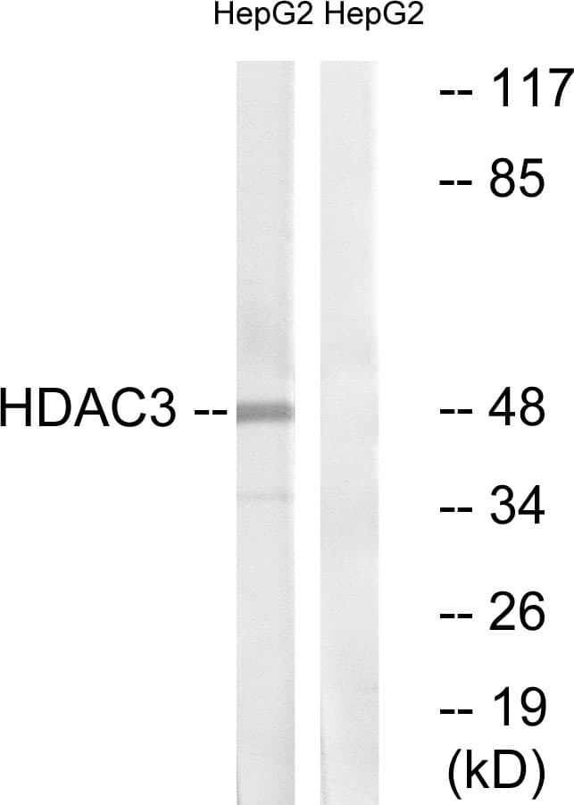 Polyclonal Rabbit anti-Human HDAC3 Antibody (aa379-428, IHC, IF, WB)