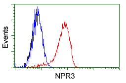 NPR3 Antibody (clone OTI4C3)