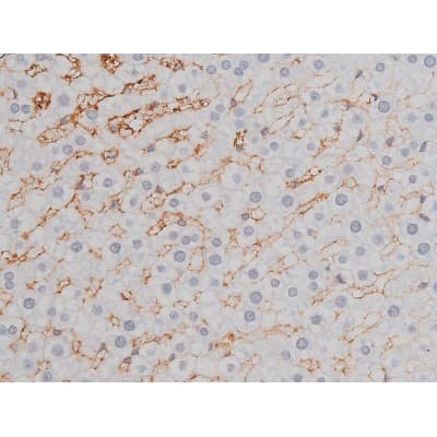 Polyclonal Rabbit anti-Human MAPT / Tau Antibody (phospho-Thr205, IHC, WB)