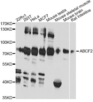 ABCF2 Antibody