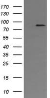 AFG3L2 Antibody (clone OTI2D3)