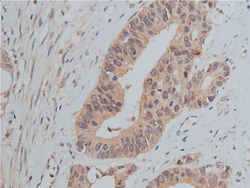 SRC Antibody (phospho-Tyr530)