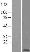POLR2L Protein (Over-Expression Lysate Myc-DDK (Flag))