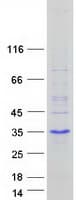 Human MSGN1 Protein (Recombinant Myc-DDK (Flag))