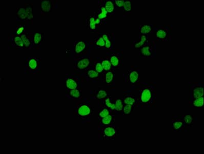 HIST1H3A Antibody