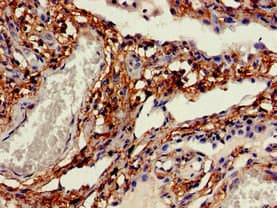 CDH11 / Cadherin 11 Antibody