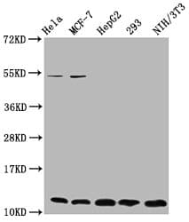 HIST1H4I Antibody