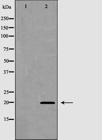 FAIM Antibody