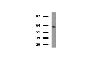 DES / Desmin Antibody (clone UMAB166, Carrier-free)