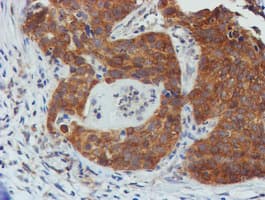 TULP3 Antibody (clone OTI4E5)