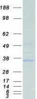 Human APG5 / ATG5 Protein (Recombinant Myc-DDK (Flag))