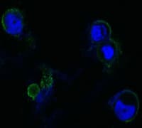 FGFR4 Antibody (clone 7H1)