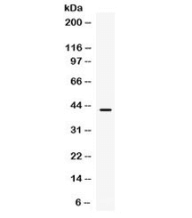 ITLN1 / Omentin Antibody