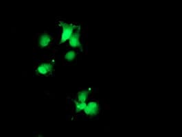 SDS Antibody (clone OTI1F9)