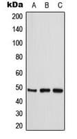 CKMT2 Antibody (Internal)