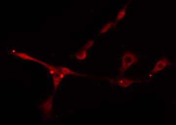 BNIP2 Antibody