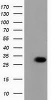 MAWDBP / PBLD Antibody (clone OTI7G5, Carrier-free)