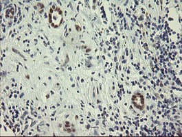RBPMS / Hermes Antibody (clone OTI2G10, Carrier-free)