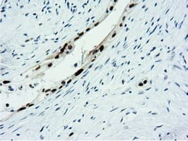 NT5DC1 Antibody (clone OTI1E11, Carrier-free)