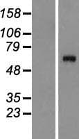 Complement C8A Protein (Over-Expression Lysate Myc-DDK (Flag))