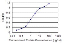 USP9X / FAM Antibody (clone 2A9)