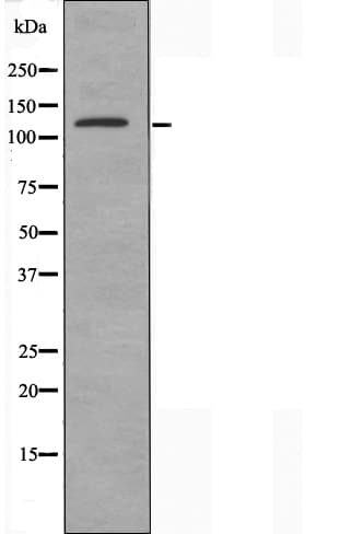 USP19 Antibody