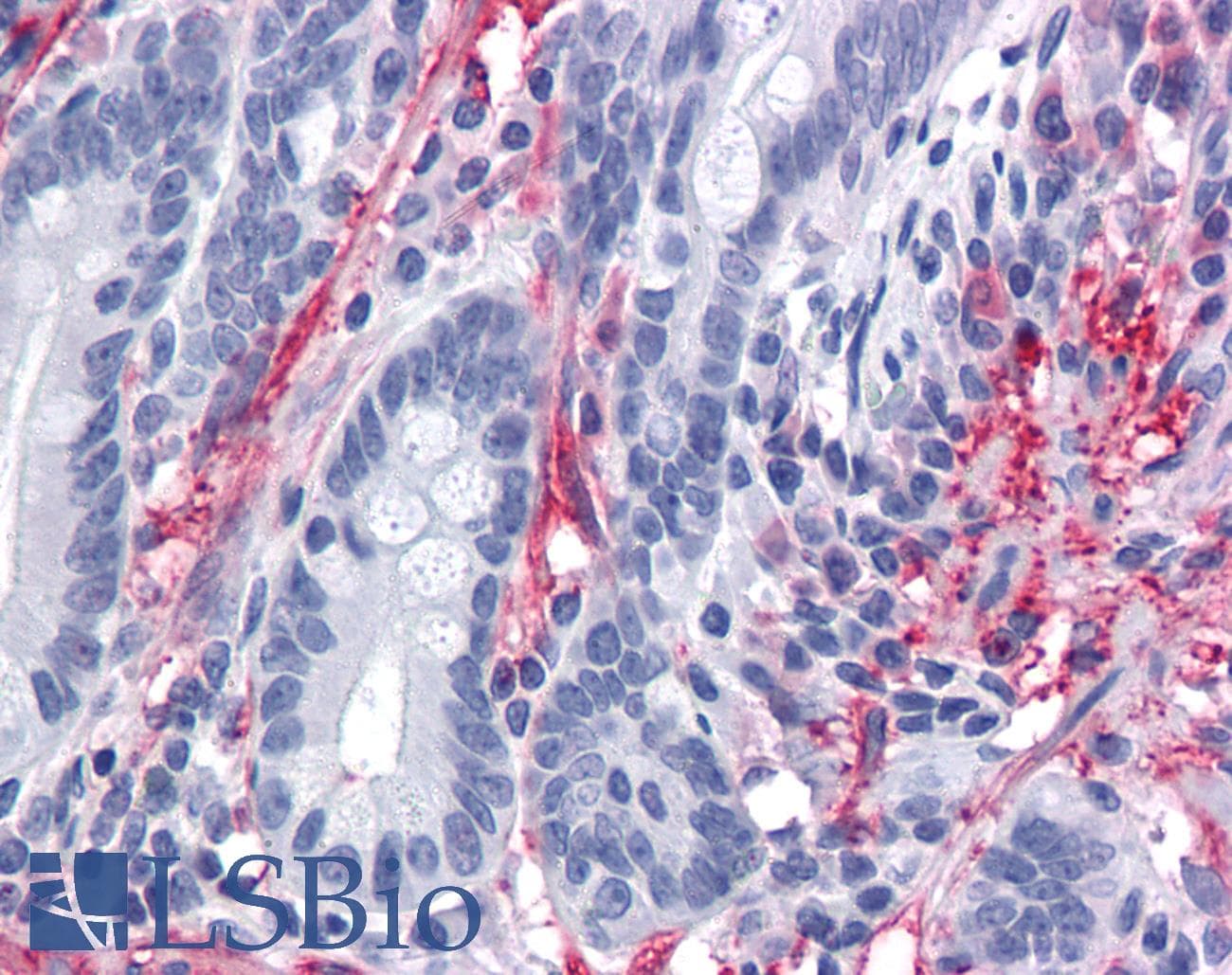 IHC-plus™ Monoclonal Mouse anti-Human MYOC / Myocilin Antibody (clone 4F8, IHC, WB)