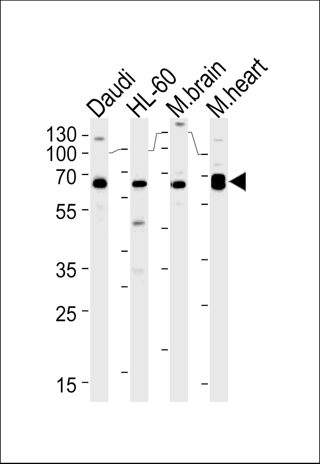 PACSIN2 Antibody (aa342-371)