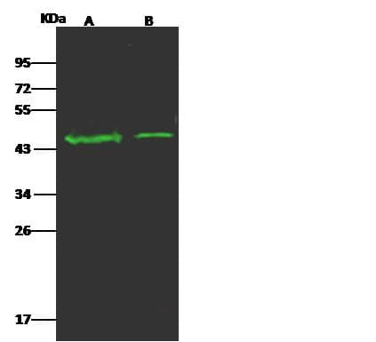 OR5D13 Antibody (Preservative Free)