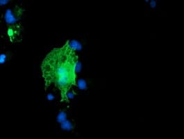 COPD / ARCN1 Antibody (clone OTI4H9)