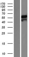 PTBP1 Protein (Over-Expression Lysate Myc-DDK (Flag))