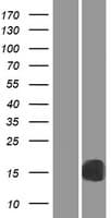 RBP2 / CRBPII Protein (Over-Expression Lysate Myc-DDK (Flag))