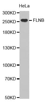 FLNB / TAP Antibody