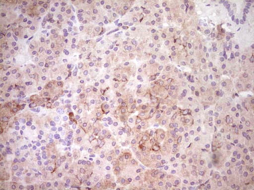 Monoclonal Mouse anti-Human FOS / c-FOS Antibody (clone OTI1F3, Carrier-free, IHC)