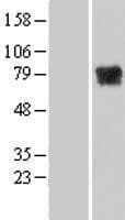 MTMR14 Protein (Over-Expression Lysate Myc-DDK (Flag))