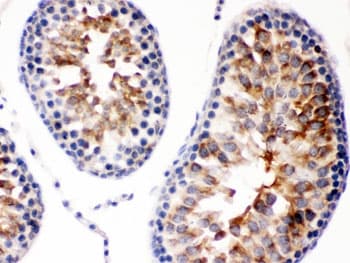 DIABLO / SMAC Antibody