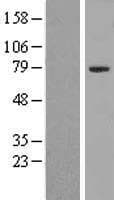 ZNF460 Protein (Over-Expression Lysate Myc-DDK (Flag))